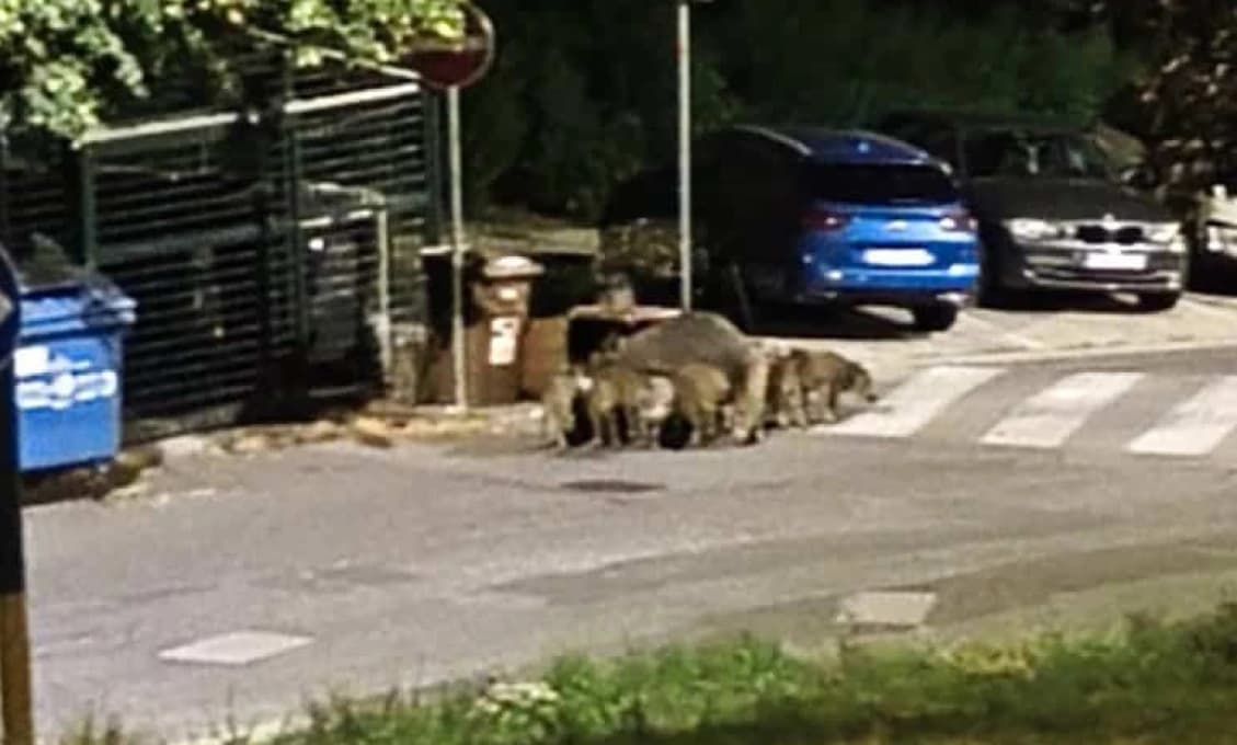 HOROR na sídlisku: Muža napadla diviačica s 13 mladými! Skončil na pohotovosti