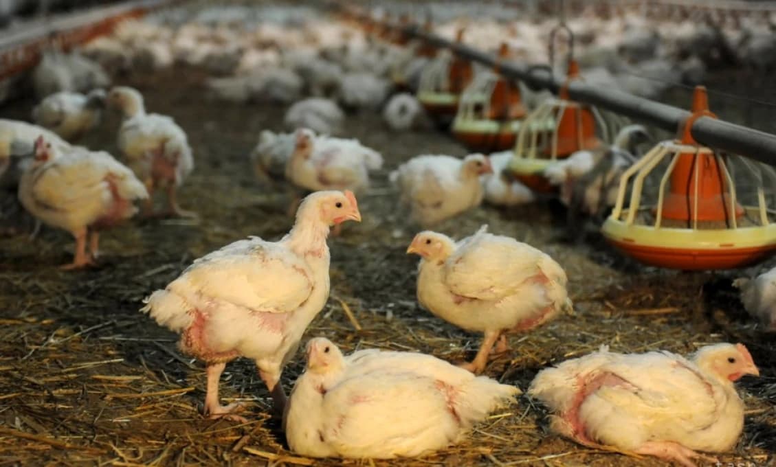 Brusel nám vnútil drahšie podstielkové vajcia. LIDL radšej v akcii ponúka ukrajinské vajcia z klietok